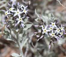 Plancia ëd <i>Amsonia <i>tomentosa</i></i> var. tomentosa