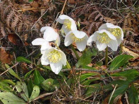 Image of black hellebore