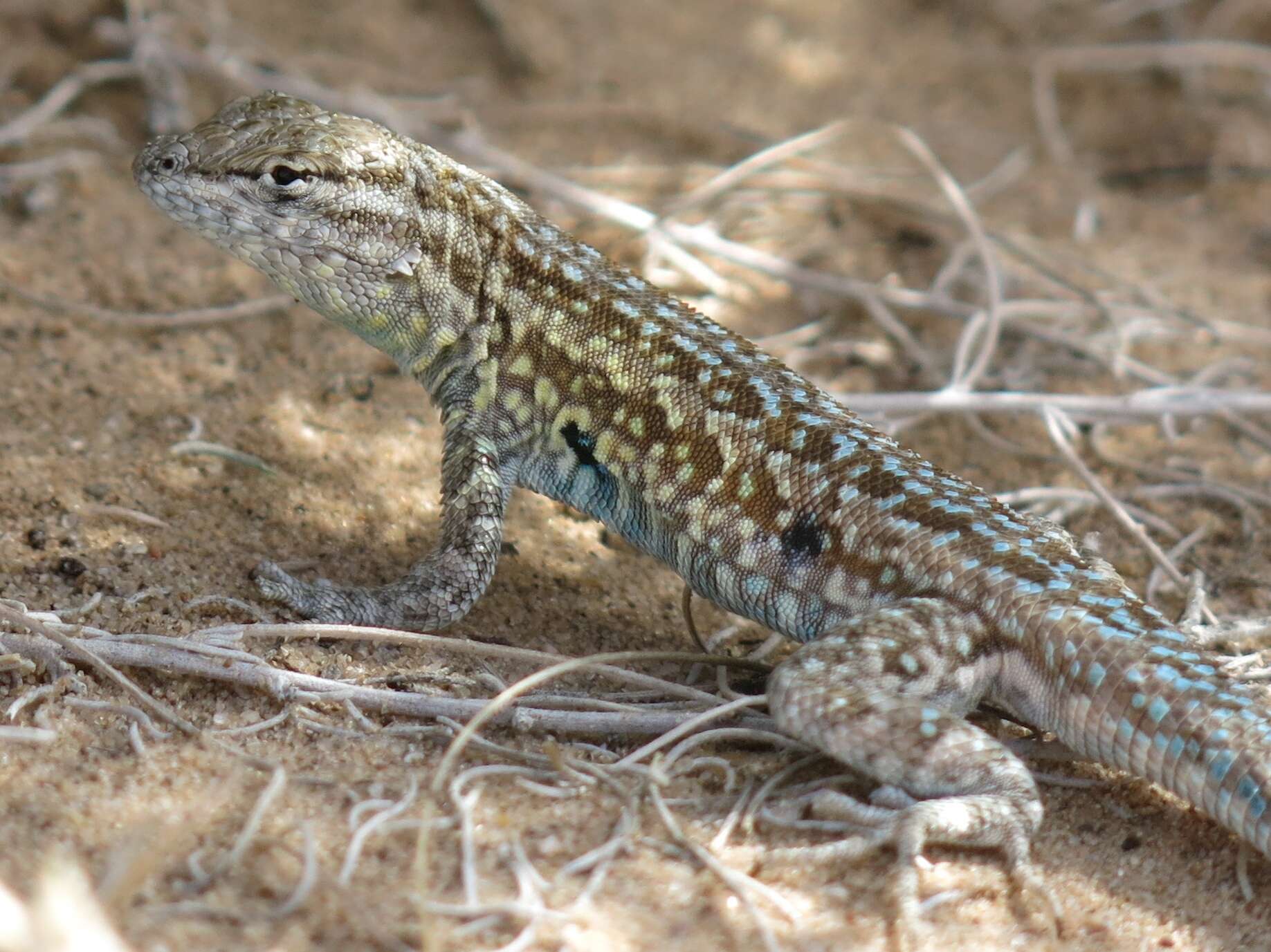 Image of Eastern Side-blotched Lizard