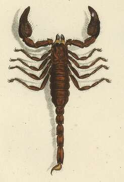 Image of Heterometrus indus (De Geer 1778)