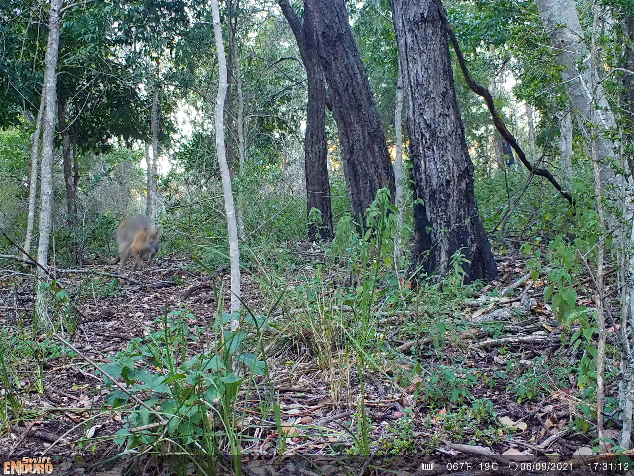 Image of Black-striped Scrub Wallaby