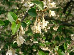Image of cherry silverberry