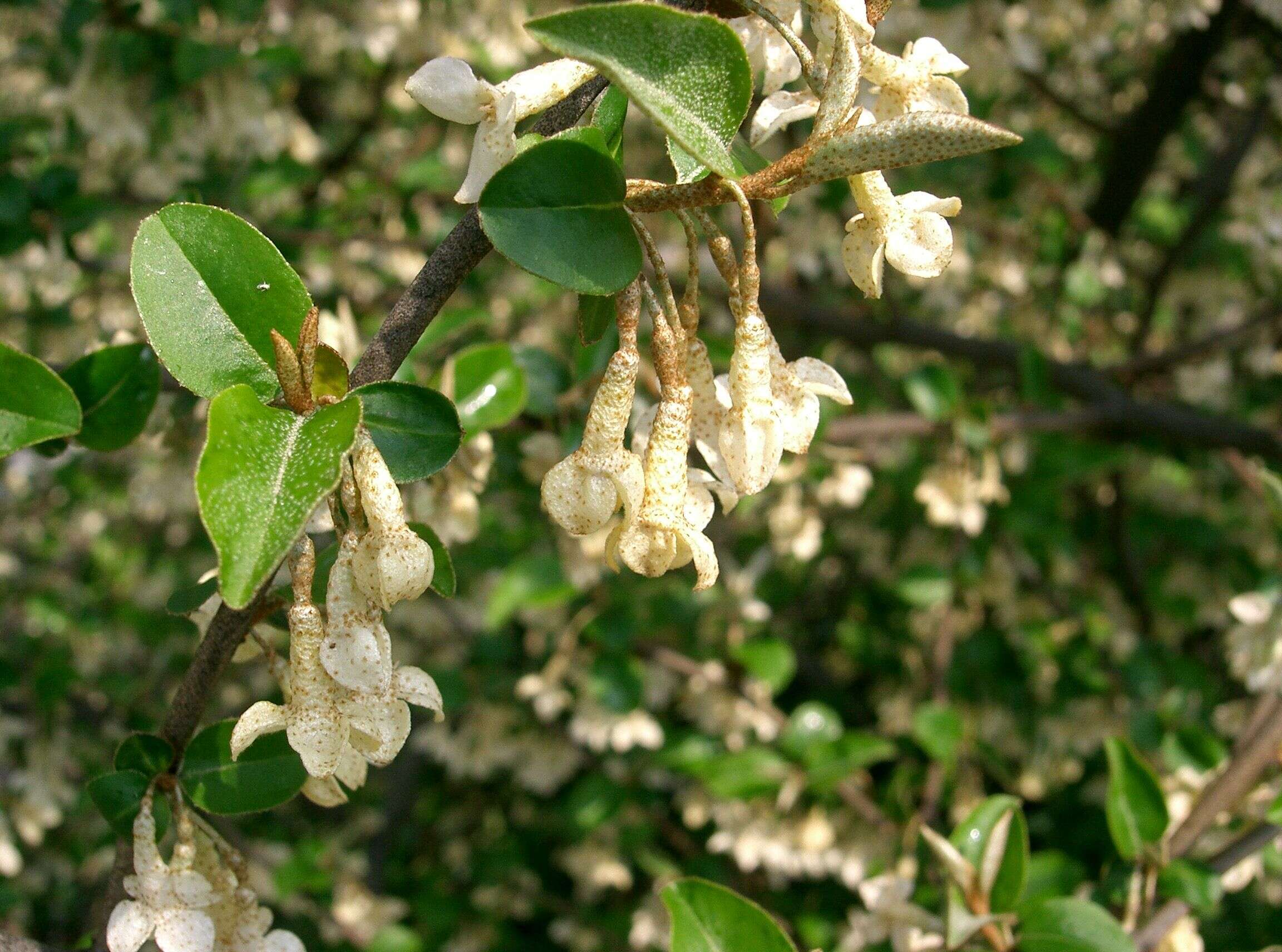 Image of cherry silverberry