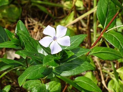 Image of Vinca difformis subsp. difformis