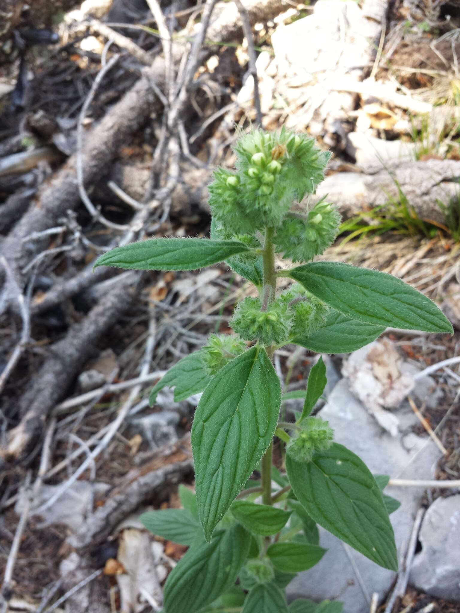 Image of Variable-Leaf Scorpion-Weed