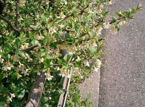 Image of cherry silverberry
