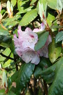 Image of Rhododendron rufum Batalin