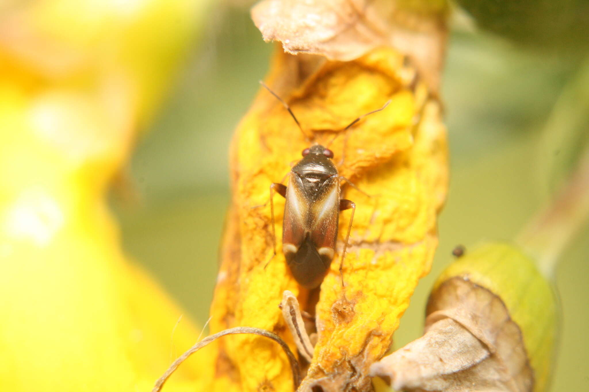 Ausejanus albisignatus (Knight 1938)的圖片