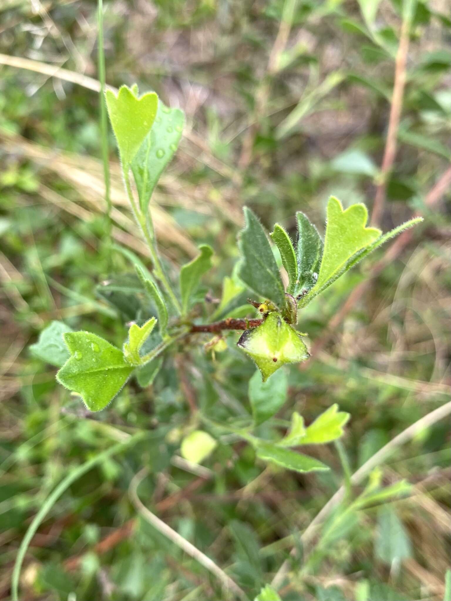 Image de Dodonaea triangularis Lindl.