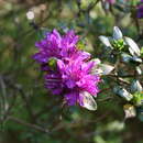 Image of Rhododendron polycladum Franch.