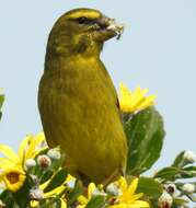 Sivun Crithagra sulphurata sulphurata (Linnaeus 1766) kuva