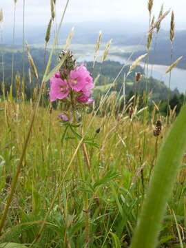 Слика од Sidalcea hirtipes C. L. Hitchcock