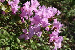 Image of Rhododendron farrerae Tate ex Sweet