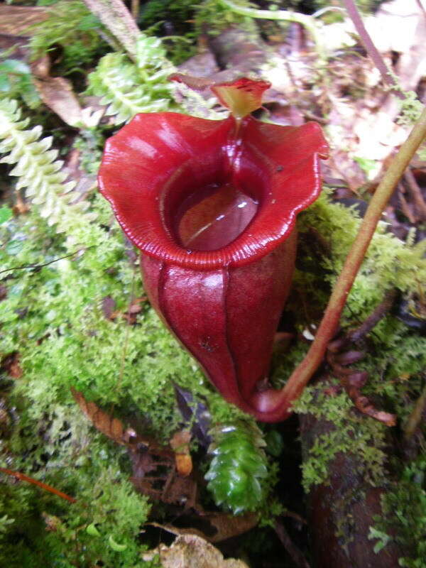 Image of Nepenthes jacquelineae Clarke, Davis & Tamin