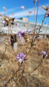 Plancia ëd Lessingia leptoclada A. Gray