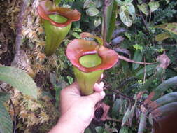 Image of Nepenthes jacquelineae Clarke, Davis & Tamin