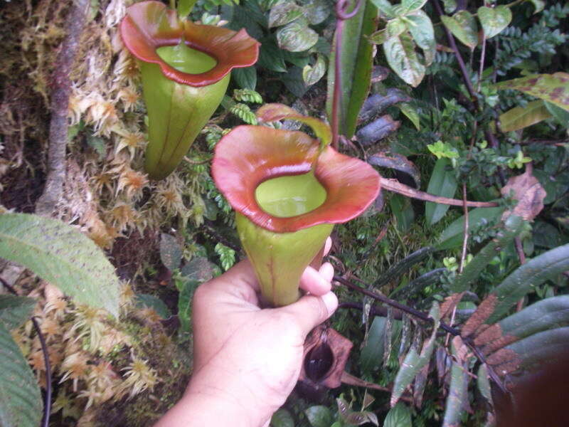 Слика од Nepenthes jacquelineae Clarke, Davis & Tamin