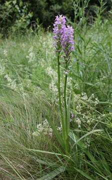 Image of Dactylorhiza majalis subsp. baltica (Klinge) H. Sund.