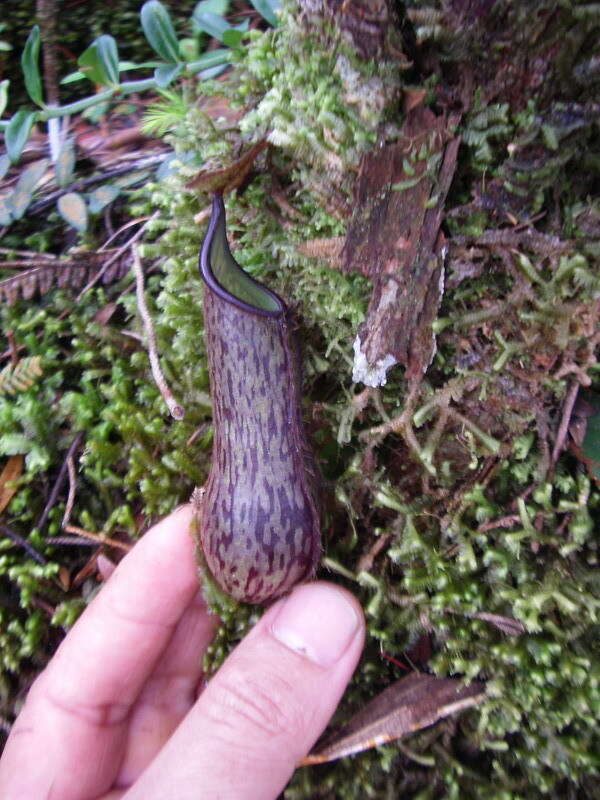 Слика од Nepenthes adnata Tamin & M. Hotta ex Schlauer