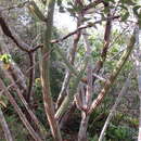 Imagem de Pilosocereus catingicola (Gürke) Byles & G. D. Rowley