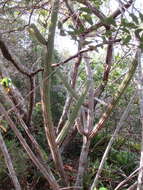 Imagem de Pilosocereus catingicola (Gürke) Byles & G. D. Rowley