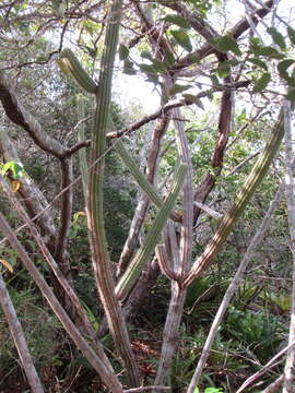 Plancia ëd Pilosocereus catingicola (Gürke) Byles & G. D. Rowley