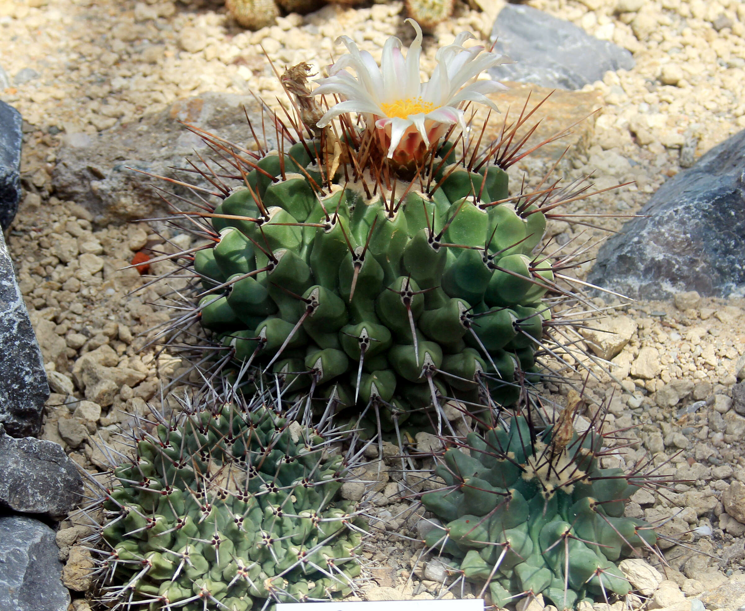 Image of Thelocactus rinconensis (Poselger) Britton & Rose