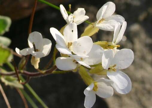 Image of Gray rockcress