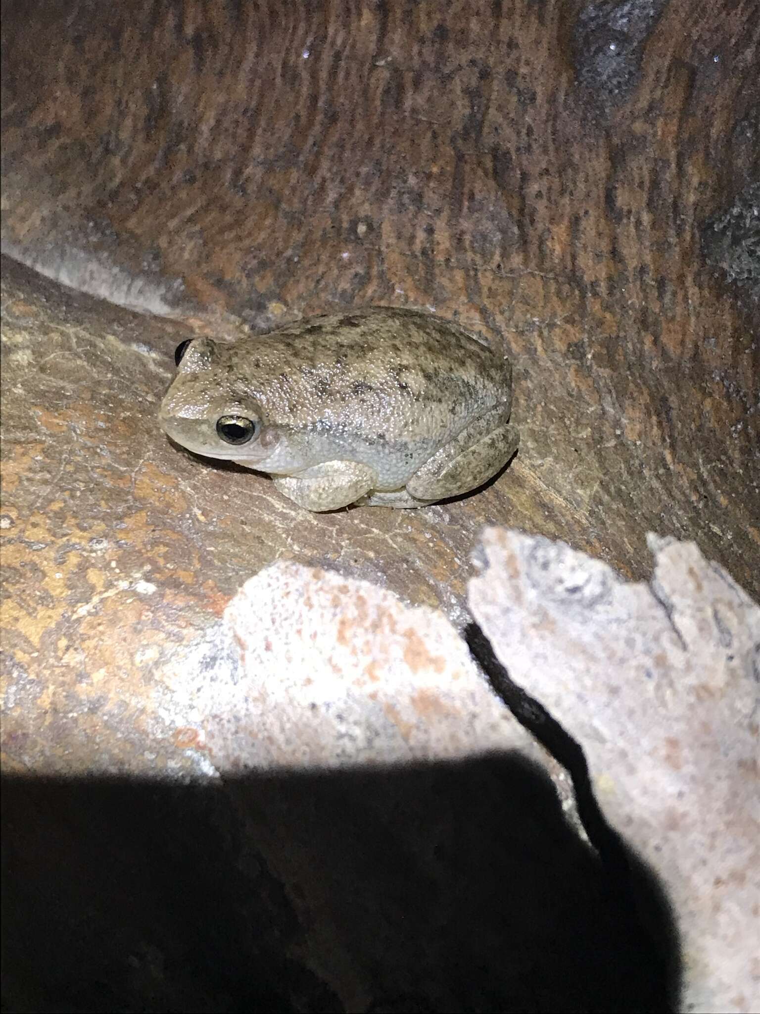 Image of Buzzing Tree Frog