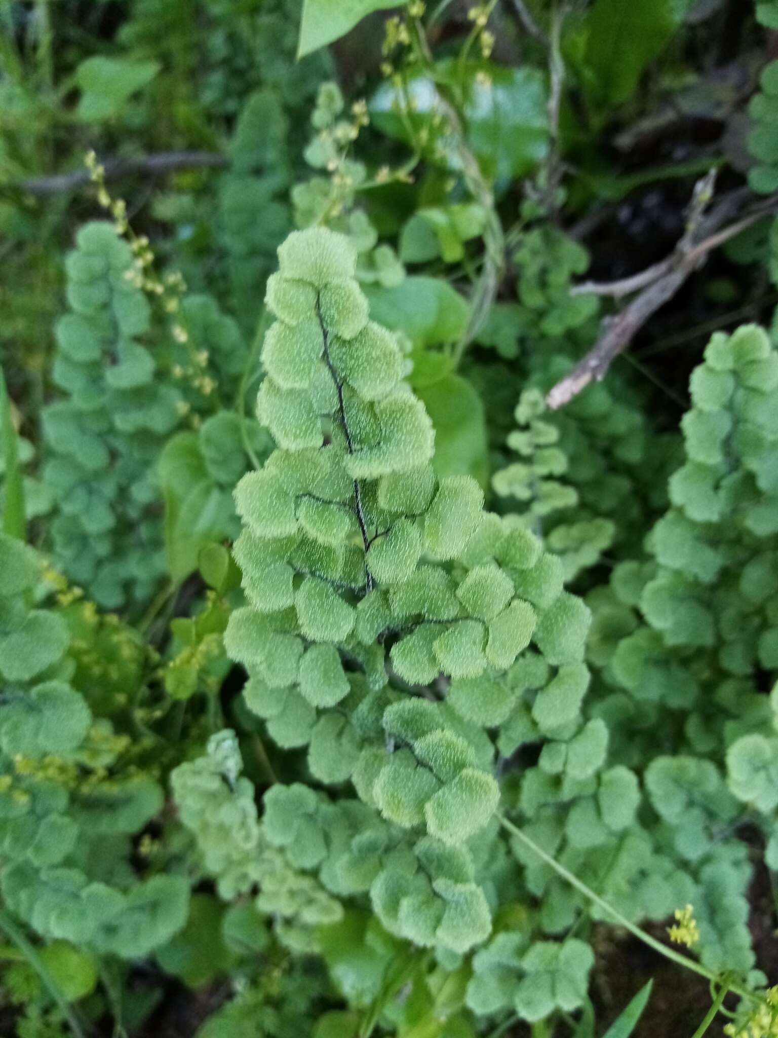 Adiantum chilense var. scabrum (Kaulf.) Hicken的圖片