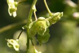 Image of Red Currant