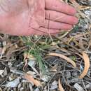 Image of Australian fingergrass