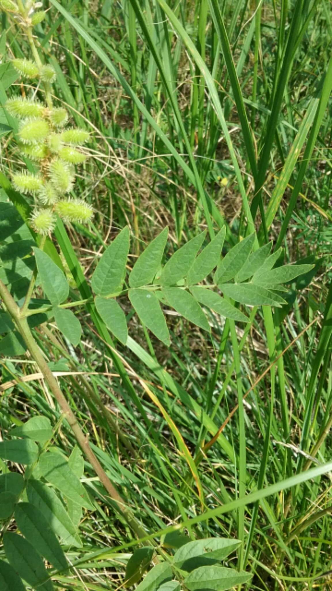 Image of American licorice