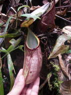 Image of Nepenthes gymnamphora Nees