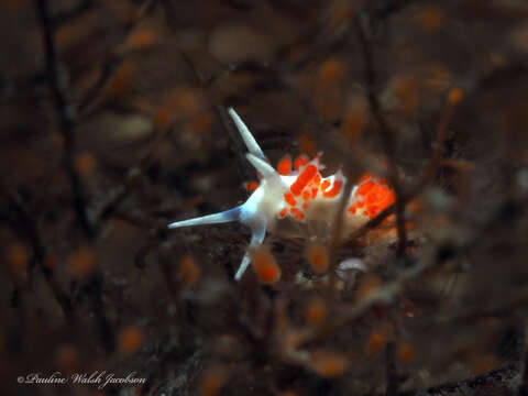 Image of Flabellina dushia (Marcus Ev. & Er. 1963)