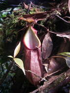 Image of Nepenthes gymnamphora Nees