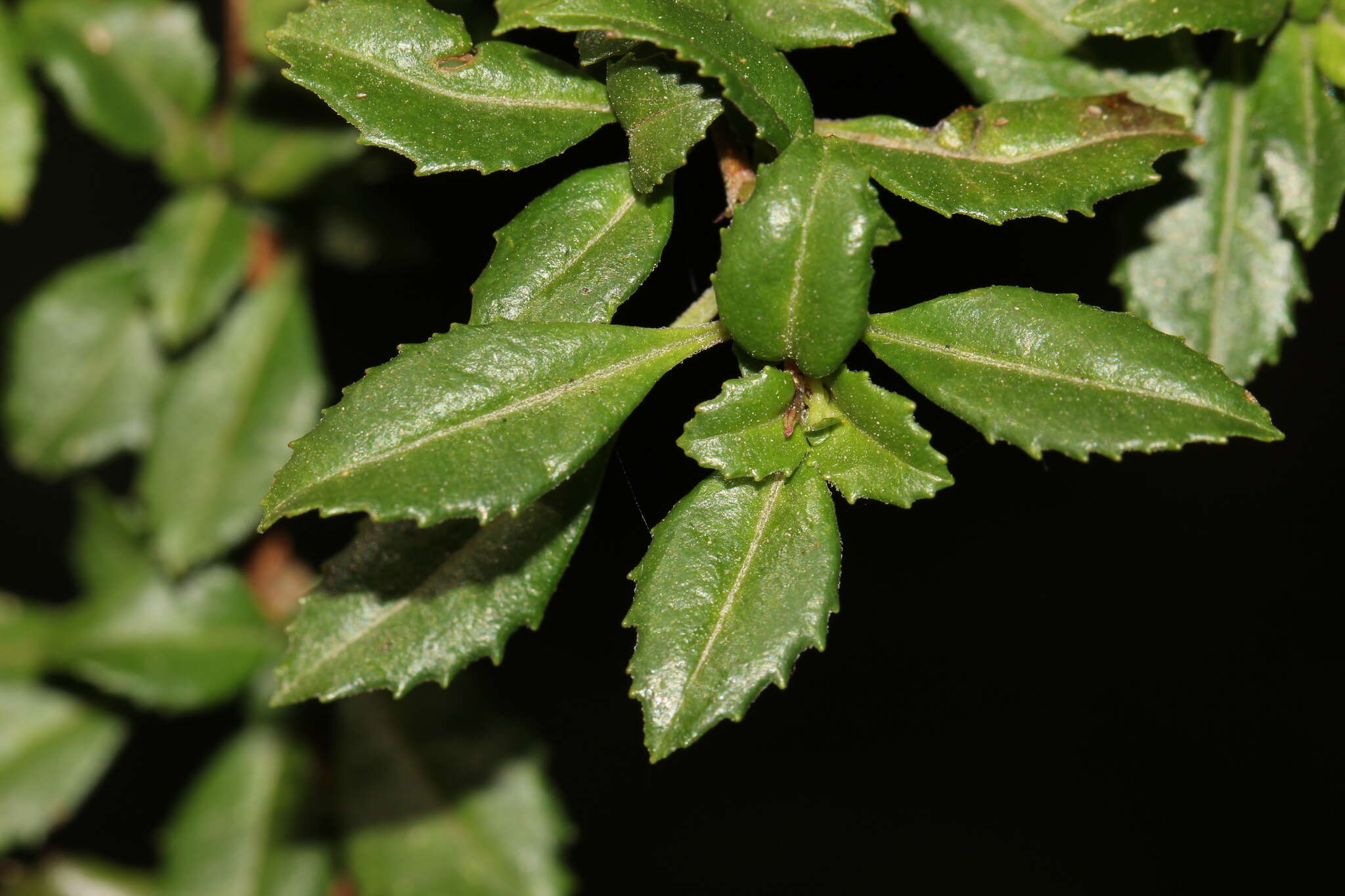 Image of Fuchsia microphylla Kunth