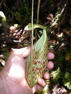 Image of Nepenthes gymnamphora Nees