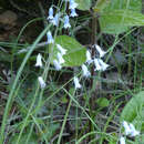 Imagem de Brimeura amethystina (L.) Chouard