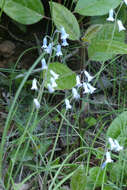 Image of Brimeura amethystina (L.) Chouard