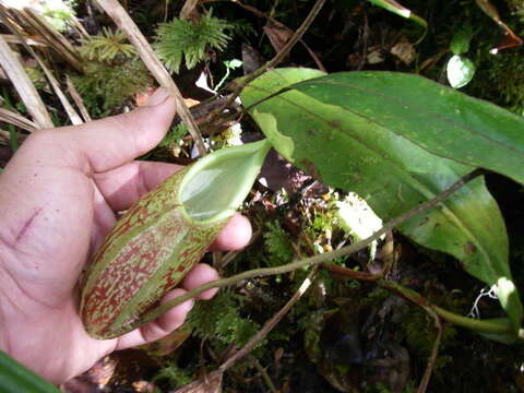 Image of Nepenthes gymnamphora Nees