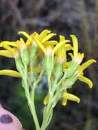 Image of Senecio crenatus Thunb.