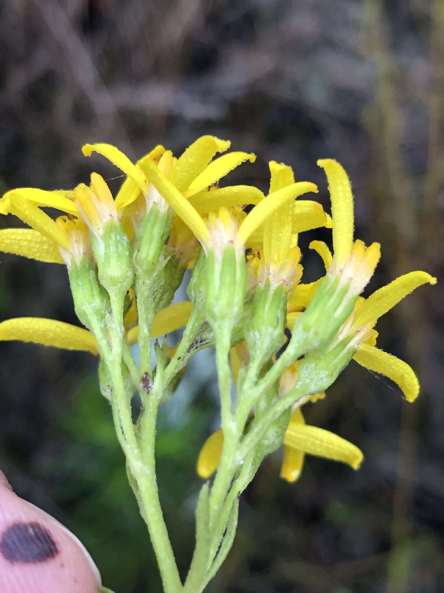 Image of Senecio crenatus Thunb.