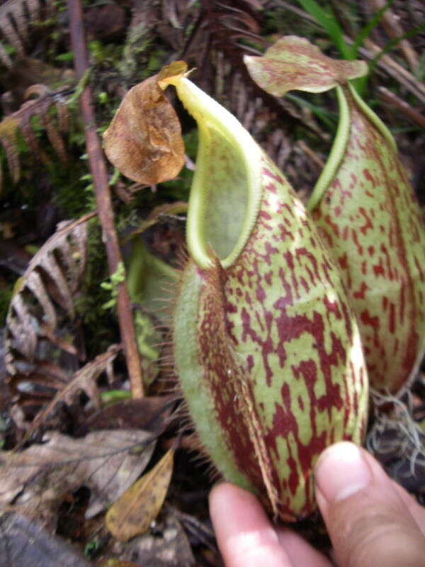 Image of Nepenthes gymnamphora Nees