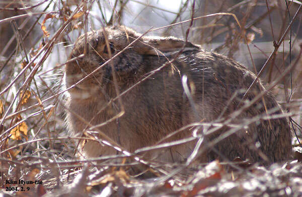 Image of Korean Hare