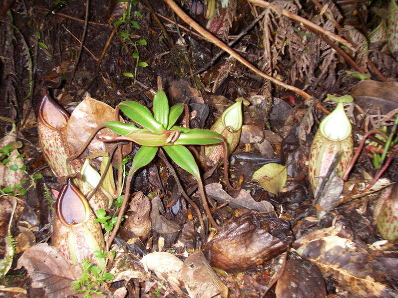 Image of Nepenthes gymnamphora Nees