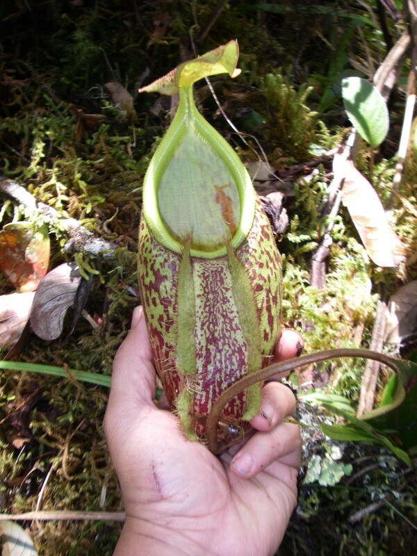 Image of Nepenthes gymnamphora Nees