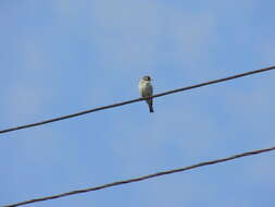 Carduelis carduelis caniceps Vigors 1831的圖片