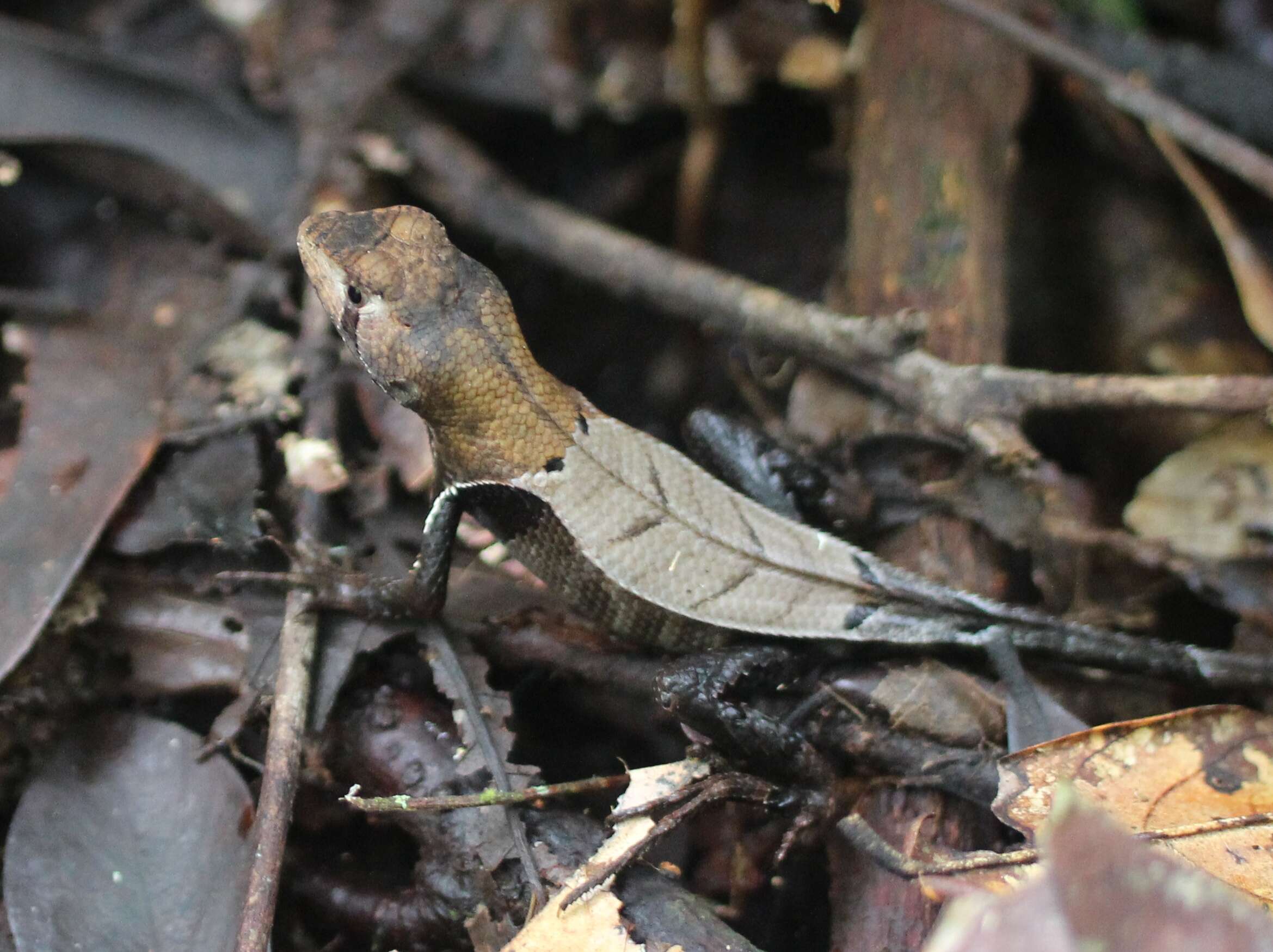 Image of Western Leaf Lizard