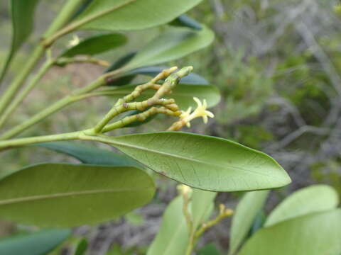 Image of Alstonia deplanchei Heurck & Müll. Arg.